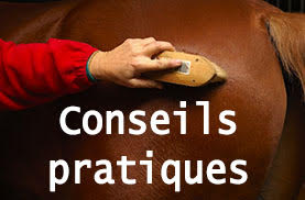 Blog équitation : conseils pratiques