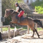 Notions sur les allures du cheval