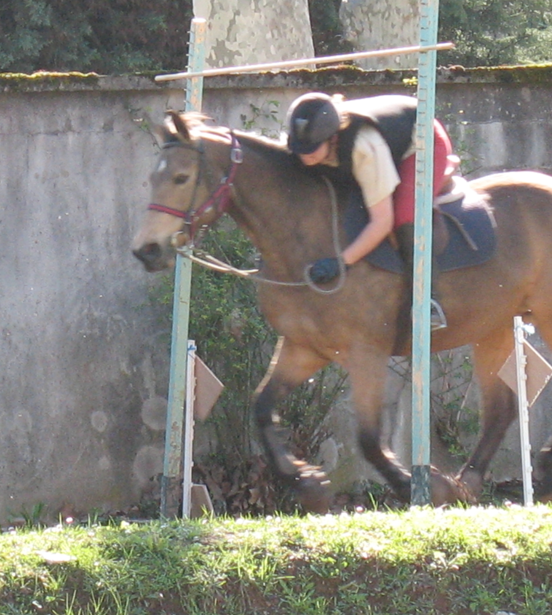 Niveau des galops en équitation : tout savoir sur le galop 1 à 7