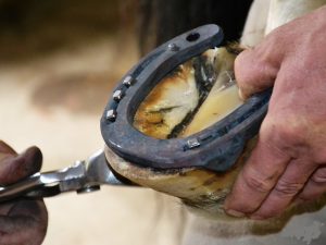 Maréchal-ferrant : bien plus que la ferrure d'un cheval - Classequine