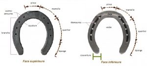 les différentes parties du fer à cheval