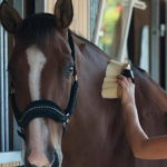 Soins du cheval avant et après le travail